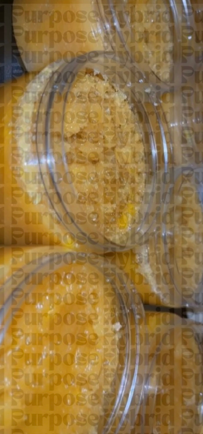 Hybrid Purpose✨Essentials Bundle